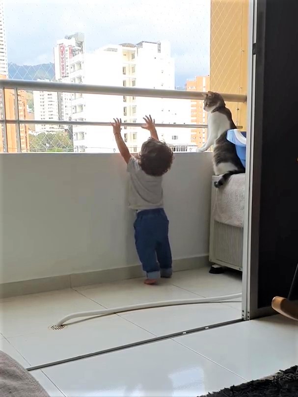 寶寶好奇「想爬上陽台欄杆」！　超暖貓哥哥「掌掌輕拍阻止」肉身護弟：不可以爬喔～