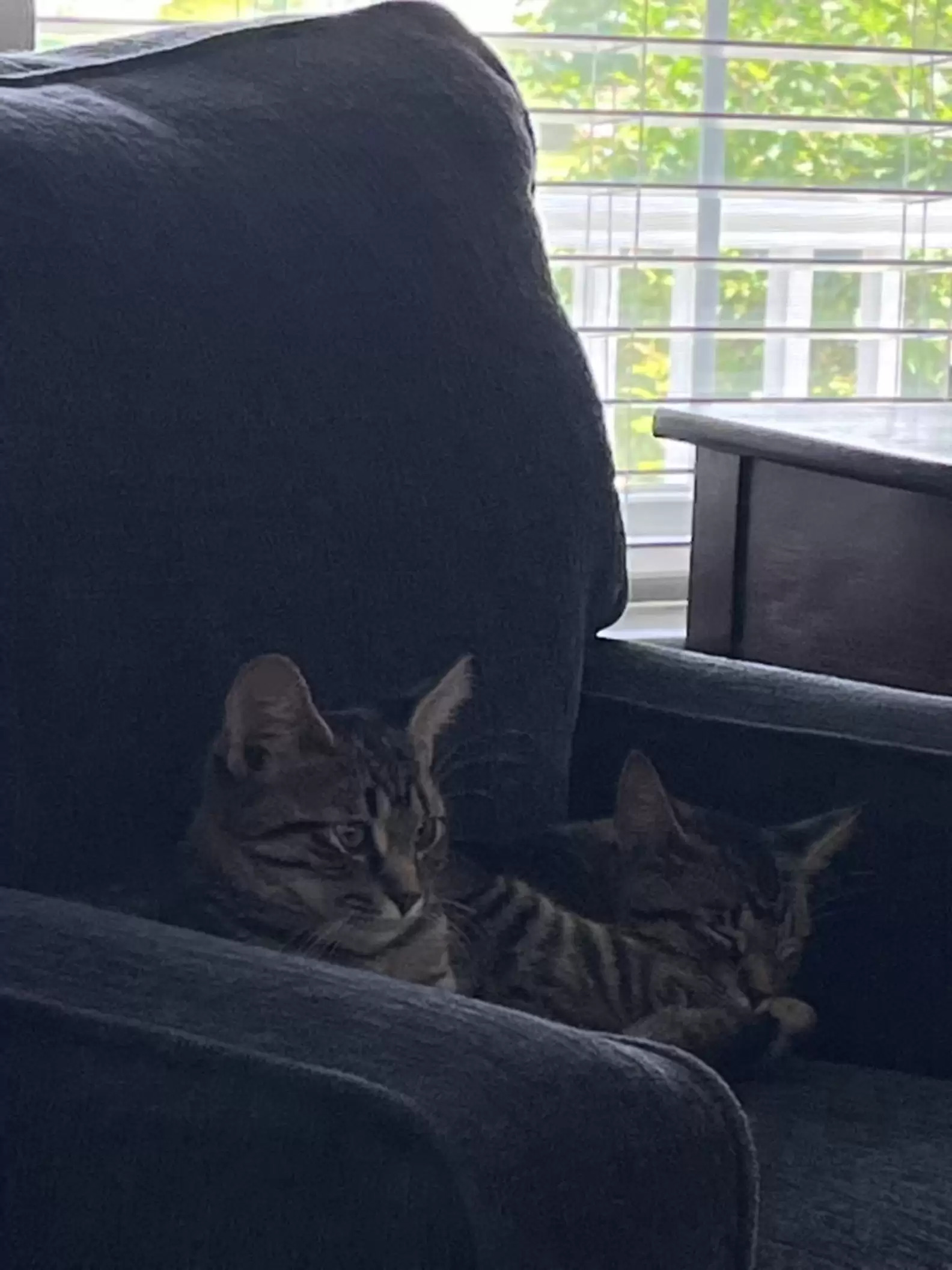 收容所分享「雙頭貓」照片全網騷動　好心人霸氣回：2顆頭一起領養！