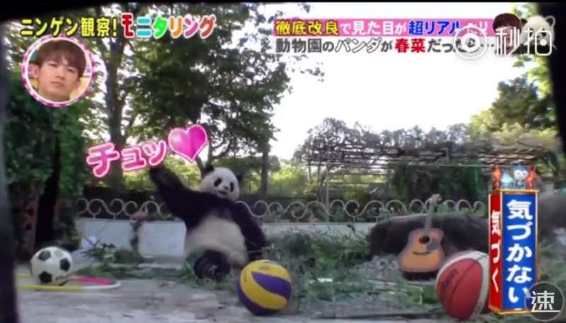 搞笑藝人在動物園「假扮熊貓」　結果遊客完全沒發現的反應超爆笑