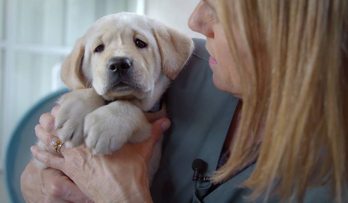工作犬紀錄片曝光「5隻小奶汪的訓練過程」　網感謝：現在才懂牠們有多辛苦