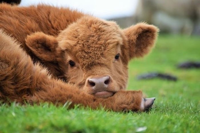 可以出抱枕了！超療癒「蘇格蘭高地牛」全身毛茸茸　自帶「蓬鬆瀏海」純白色也超夢幻❤️