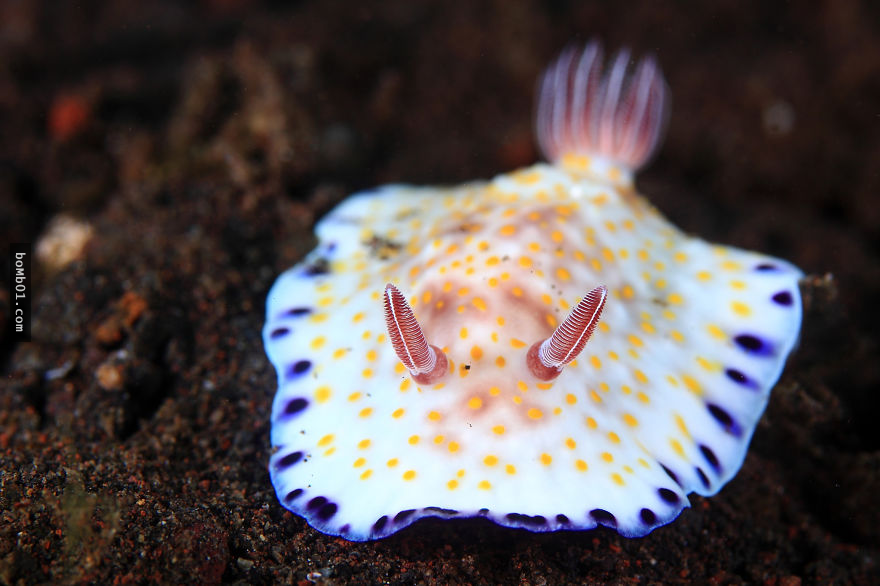 45個會讓你看到不捨得停下來的海底「藝術品」，這些海蛞蝓不說還真的會以為是外星生物！