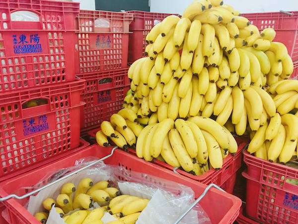 館長霸氣收購「1萬公斤香蕉」分送　「大家不必客氣，一串拿了就走」