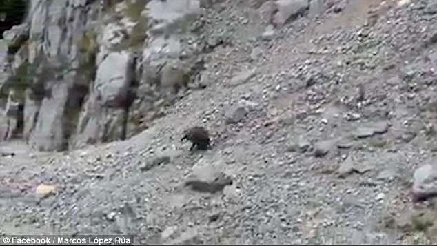 登山客霸凌野豬！7名男子包圍一隻野豬逼到懸崖，還說：再用力一點讓牠掉下去！（內有影片）