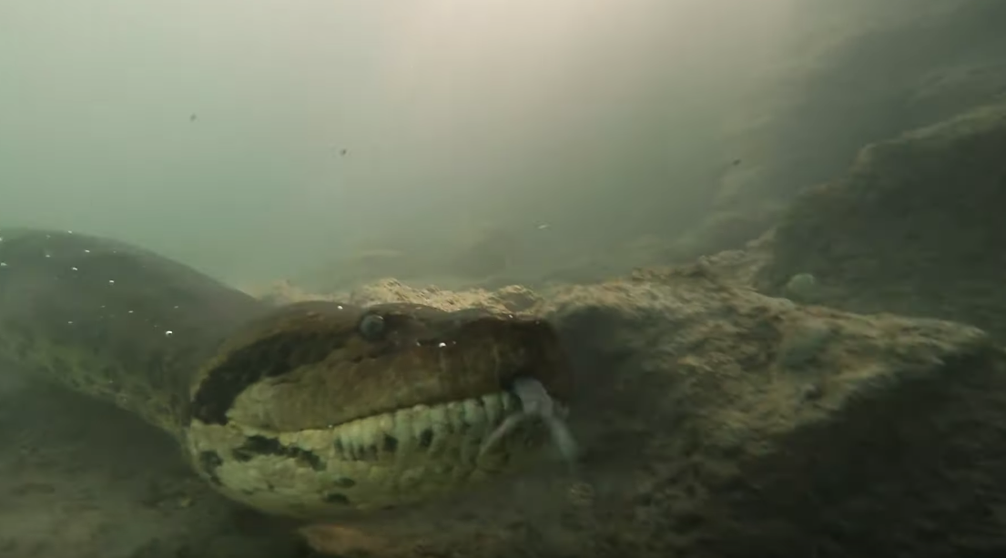 潛水員水下跟「世界最大蛇」面對面　大膽拍下「吐舌照」讓人捏把冷汗