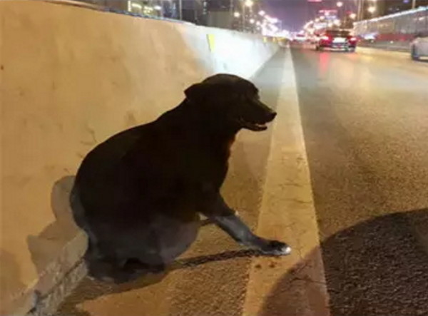 網友憑2張照片就公審「男子開車拖死狗」，怎知真相大逆轉才驚覺把暖男害慘了！