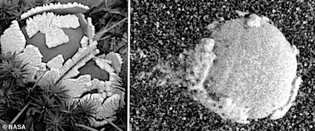 火星上長蘑菇？　科學家：在紅色星球上發現真菌的證據