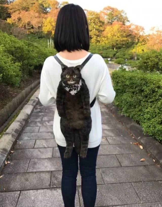 日本主婦手作「貓咪手袋」大受歡迎　網直呼好療癒：感覺有靈魂