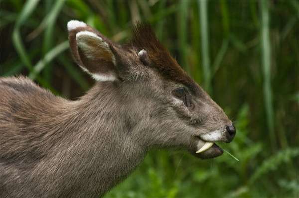 長獠牙的「吸血鬼鹿」被誤會慘　本尊表示很冤：人家只吃草好嗎