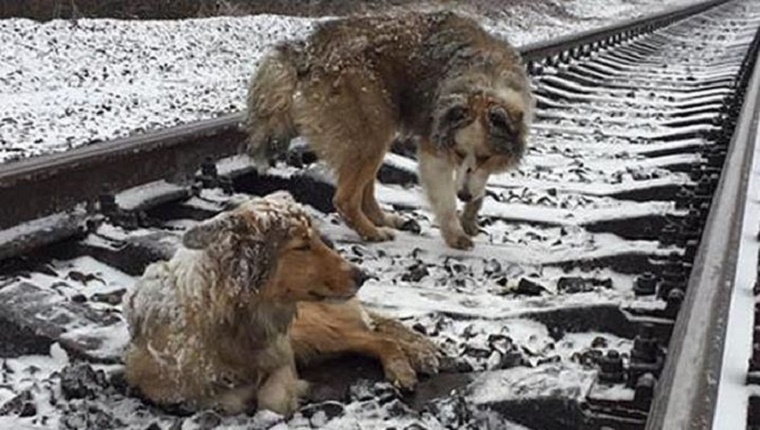 狗妹妹因為受傷卡在鐵軌上，但當火車來時…一旁的狗哥哥卻做出逼人淚崩的感人舉動！
