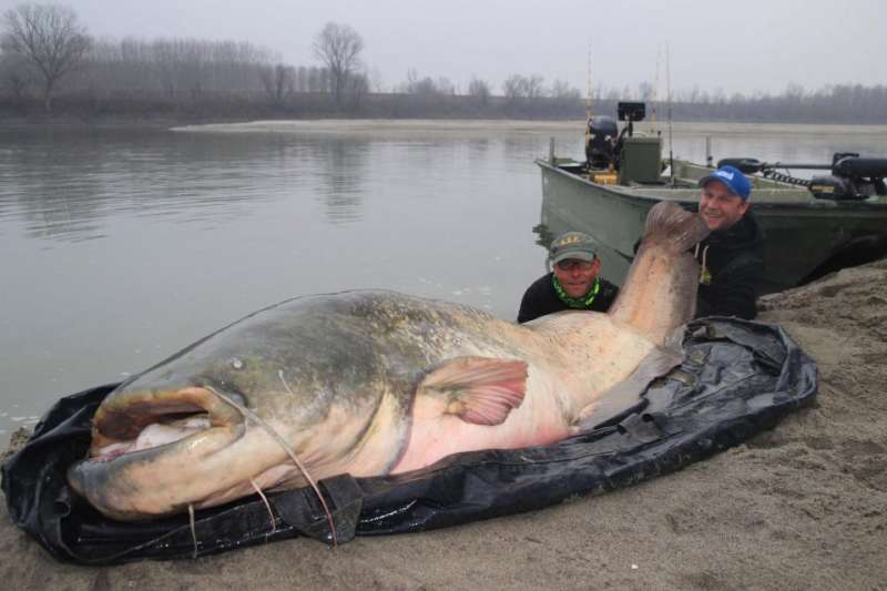 釣到130公斤「怪物歐鯰」！　3人花45分鐘才戰勝牠　合照後就放生