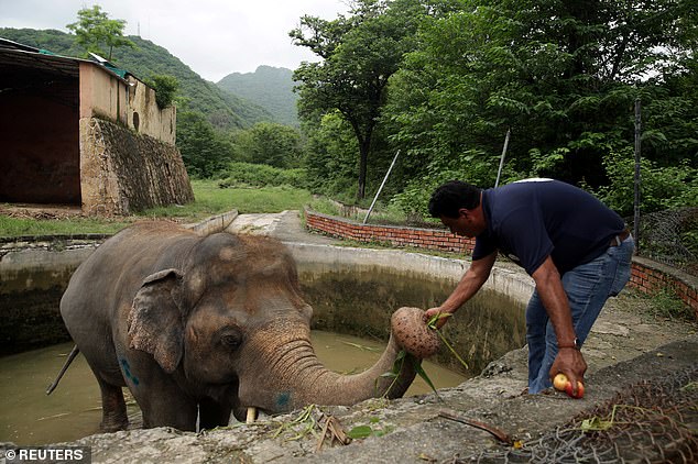 你自由了！世界「最孤獨大象」獨自被囚35年　釋放後喜獲新生：終於有朋友♡