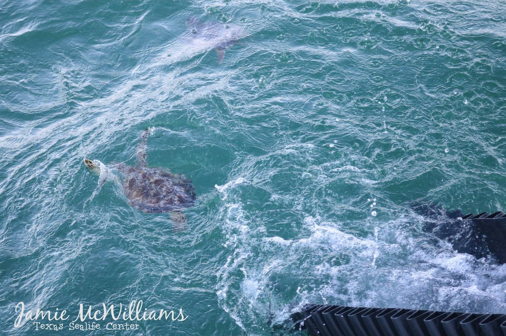 德州解凍！2200隻救援海龜回家　溜滑梯式「撲通」落海裡超開心