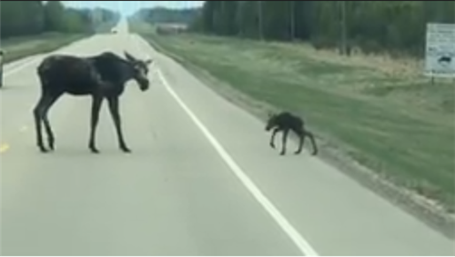 人家會怕怕…新生駝鹿緊張過馬路　馬麻「一步三回頭」關心：寶寶跟上哦～