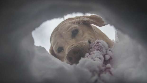 「我來救你了！」　模擬雪崩發生　狗狗超拼命挖洞救主人把大家惹哭