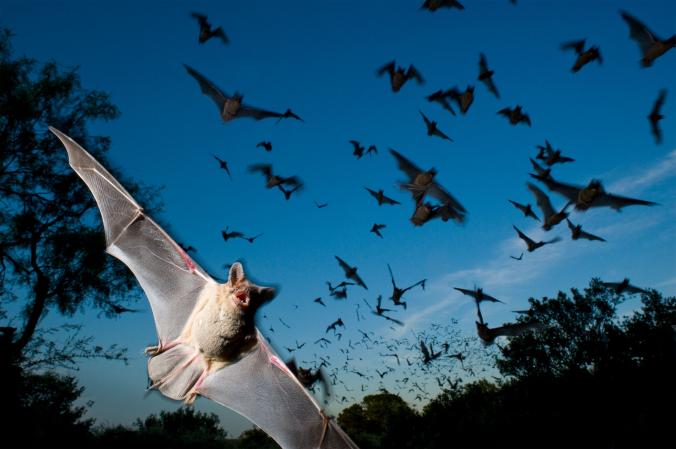 你沒有眼花！蝙蝠竟然會游泳而且很厲害，民眾拍下的40秒清晰畫面讓大家都有陰影！