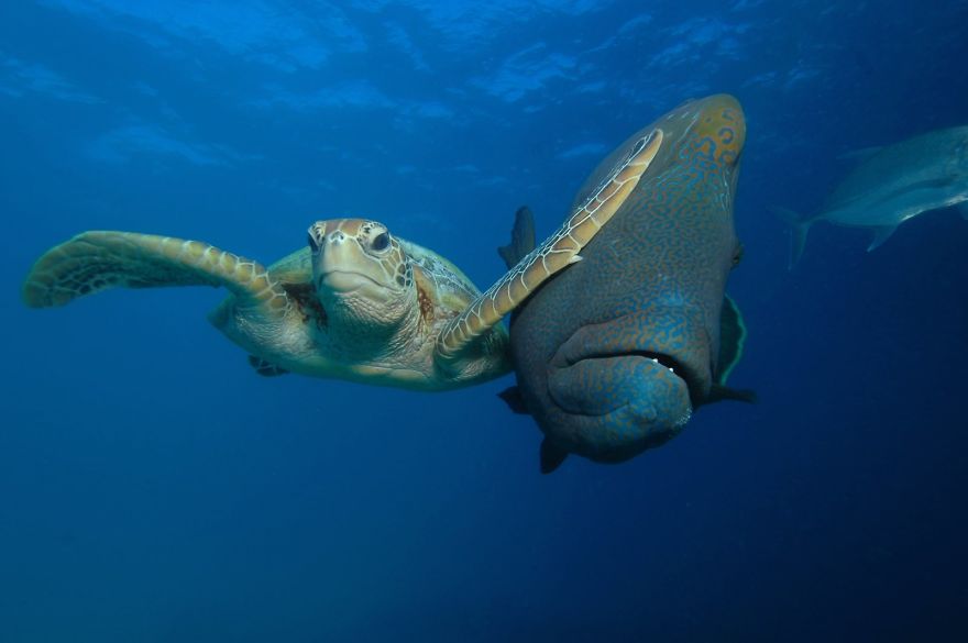 沒被看到吧？　13個「動物出糗」自然爆笑瞬間：海龜扇巴掌笑爛～