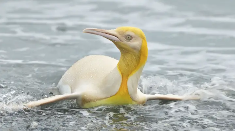 這隻穿錯衣服？南極首見「黃金企鵝」自帶聖光　攝影師猛拍：黑白中一點黃