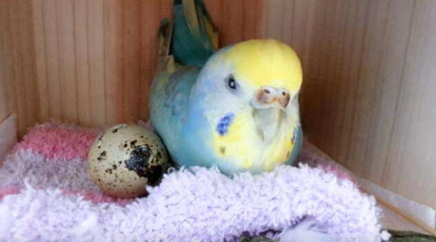日本網友將超市買來的鵪鶉蛋放在鸚鵡旁　幾天後不可思議的事情發生了
