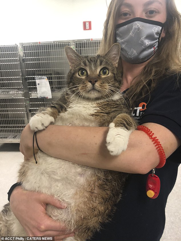 養太胖不要了！13kg重磅肥貓遭棄　在收容所「遇到有緣人」貓生逆轉