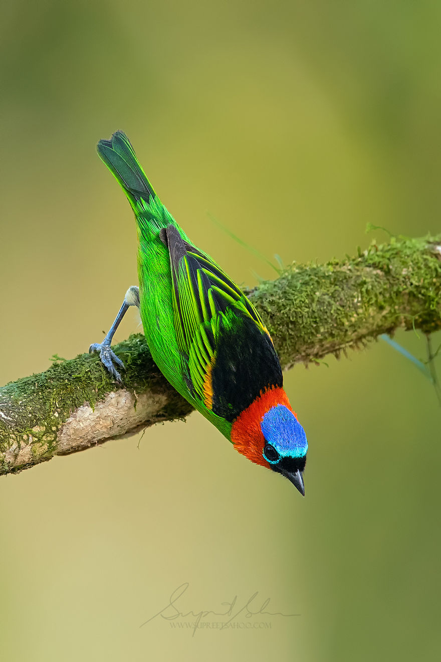 世界最多鳥種的地方！　30張除了巴西森林「其他地方看不見」的絕美鳥類