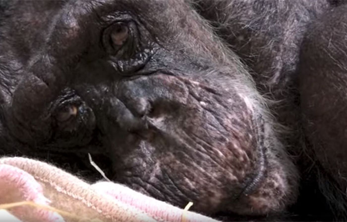 59歲黑猩猩在臨終前不吃不喝　直到聽到「老朋友的聲音」表情瞬間變了