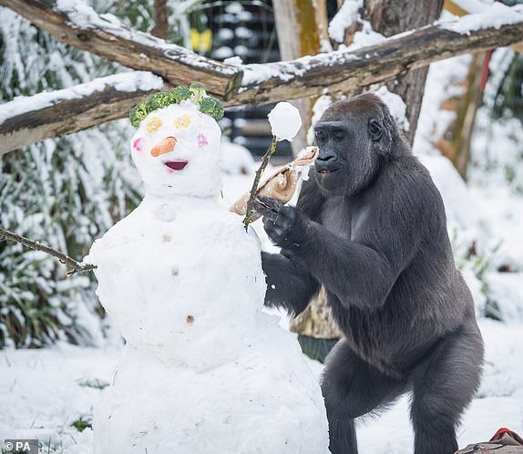 寒流發威！動物園猩猩「初次看到雪」　發揮創意堆雪人：好看嗎～