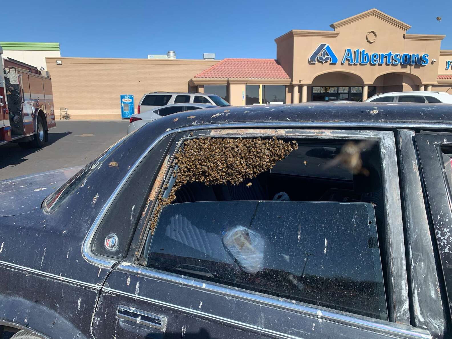 去超市沒關車窗！　他10分鐘回來發現「車內有上萬蜜蜂」當場崩潰