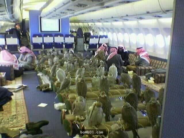 沙地阿拉伯富豪帶80隻獵鷹上飛機，一鷹一位的畫面證明了「錢能解決的問題，都不是問題」！