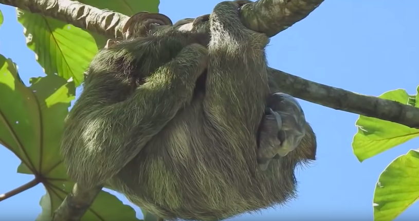 罕見影片錄下「樹懶生小孩」　小孩一滑出…媽媽秒微笑接住：抓到你了❤