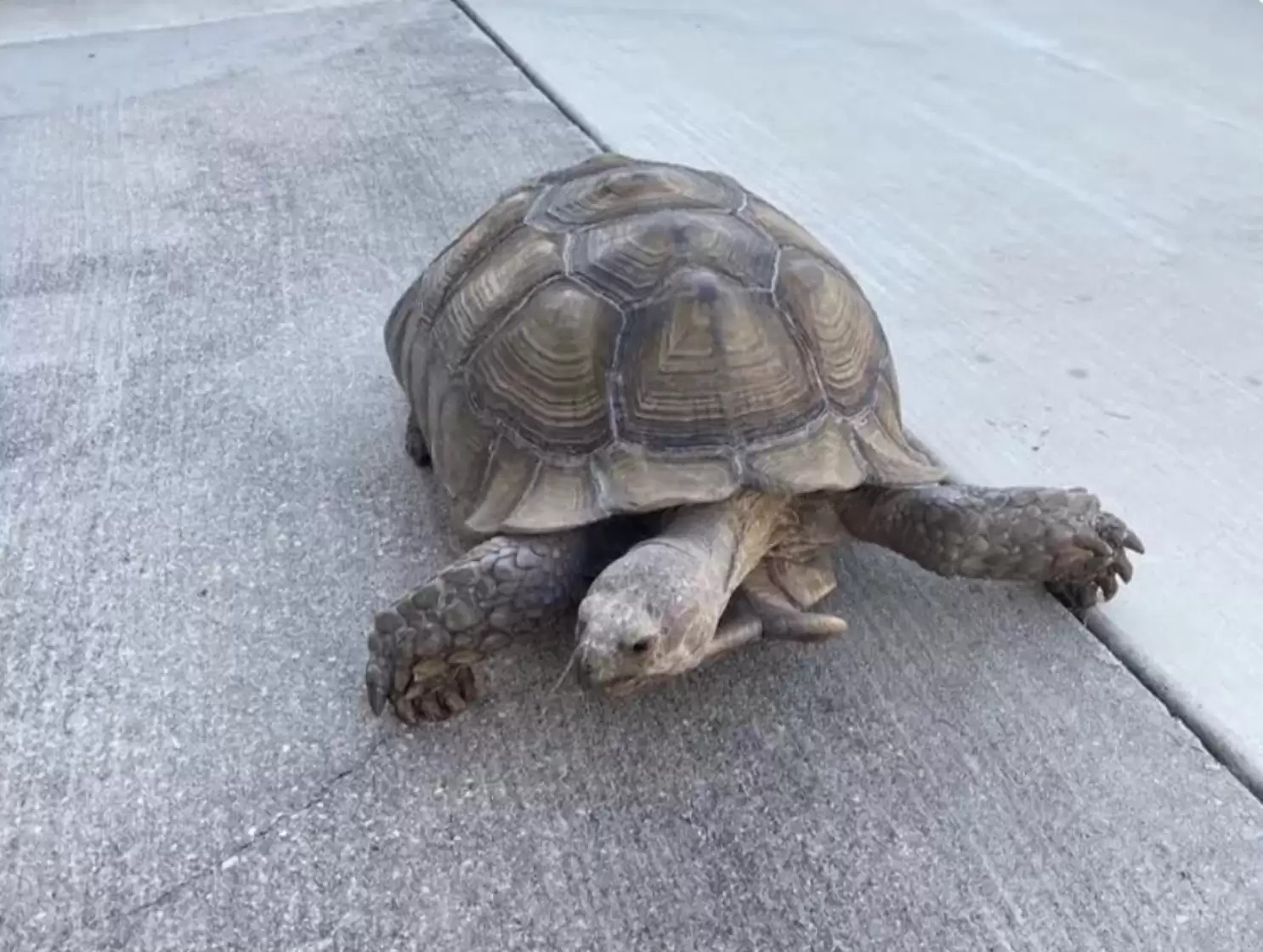 寵物龜龜大膽逃家！爬到巷口就被發現　警察「史上最慢追逐」將牠送回