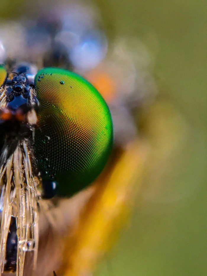 20歲男大生手機就能拍出「微距昆蟲攝影」　唯美照粉絲驚嘆：以為是單眼拍的！