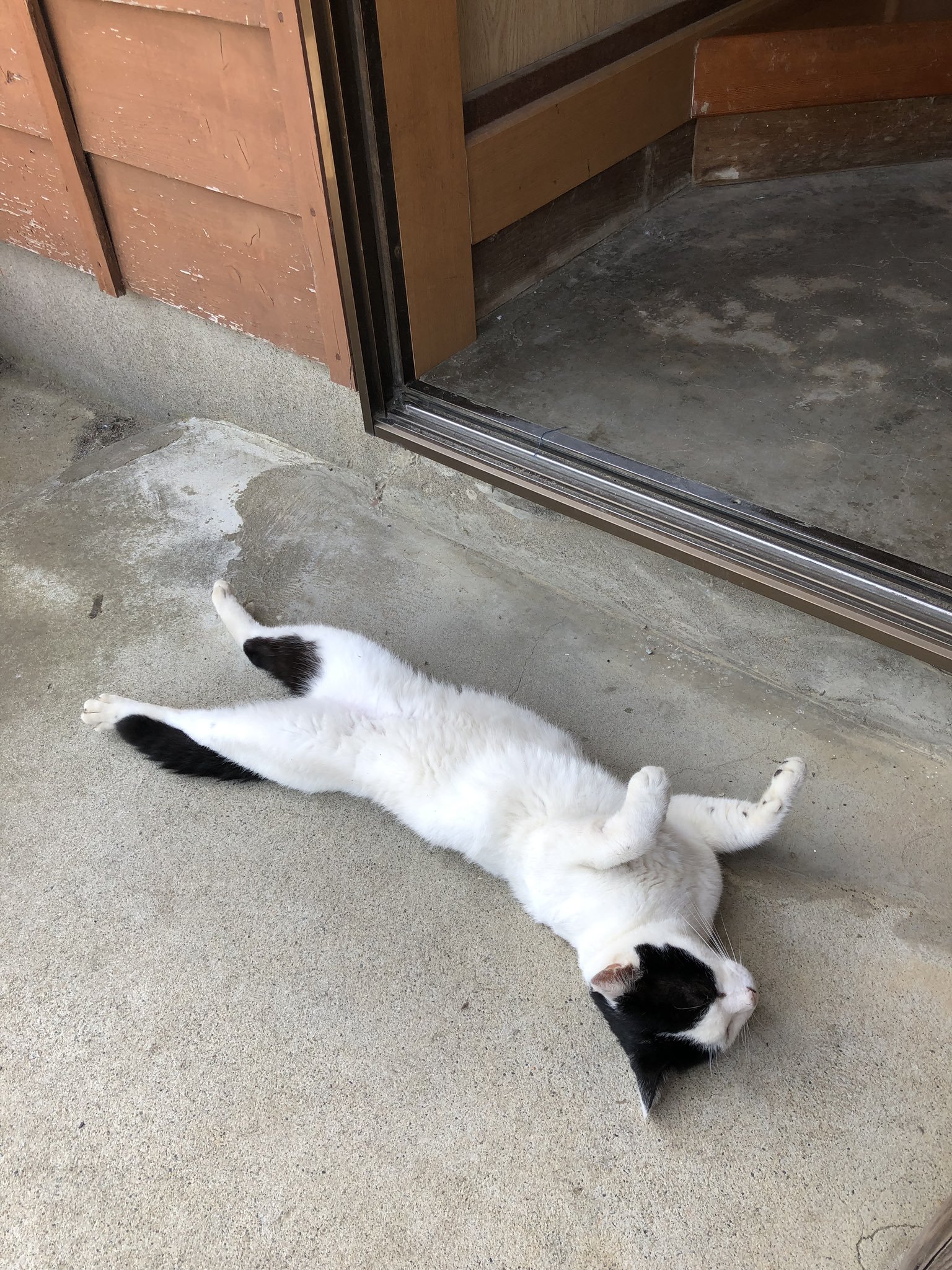 颱風天家裡多出一隻貓！　他看「豪邁睡姿」傻眼：誰才是主人啦？