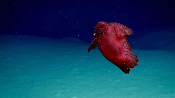 南極深海首次捕捉到「沒頭雞海怪」　魔性蠕動洩露真實物種