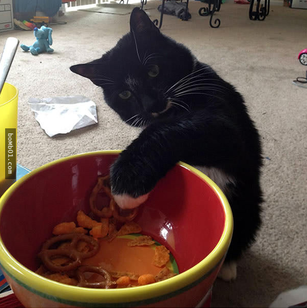 15張「貓奴每天吃飯前都會經歷一次」的喵星人偷吃被抓包照片！