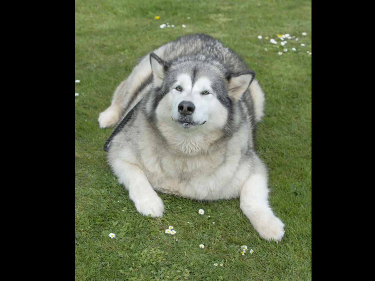 舉國最重！可憐雪橇犬「主人不給食物」　好心鄰居幫餵：一路胖到70公斤