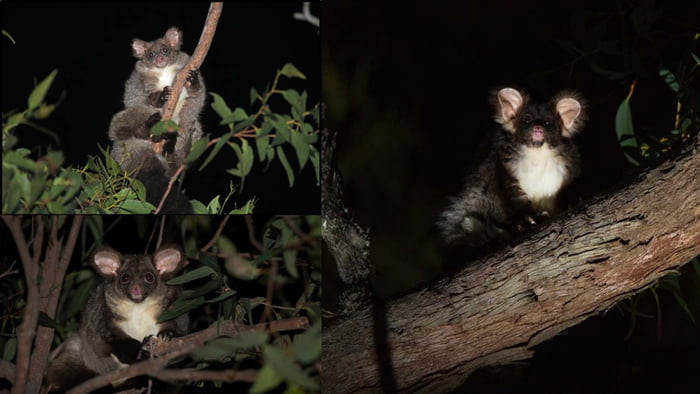 是白色的米奇！　澳洲發現2超可愛新物種　圓圓Ｑ臉＋肥嘟嘟身材「大飛鼠」萌翻網友