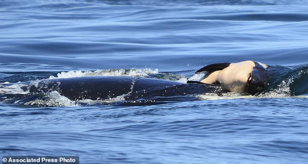 世界最悲傷虎鯨！鯨媽曾推「夭折寶寶」同游17天　2年後終於又有新生