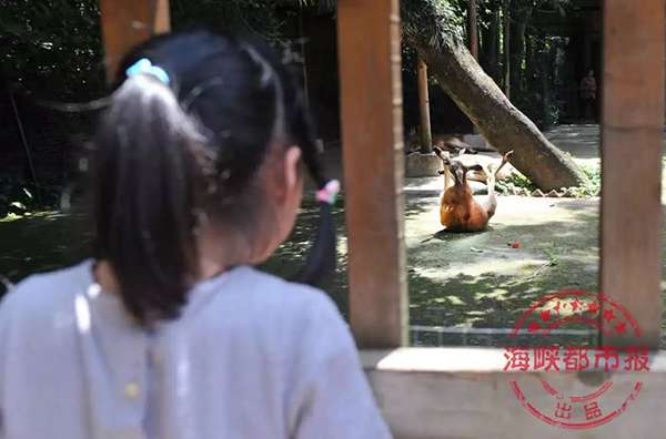 中國遊客拿石頭暴砸！　袋鼠內臟破裂而死　理由：我們想看牠跳