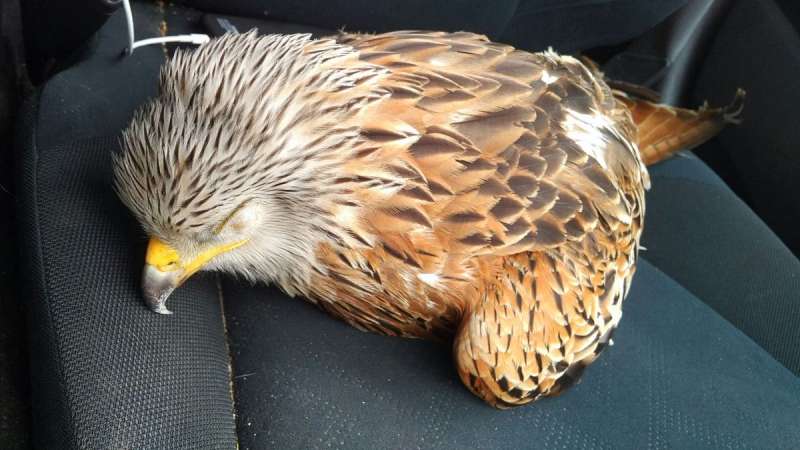 開車路上撿到一隻受傷小鳥…　當牠「一醒來」帥哥卻棄車逃了