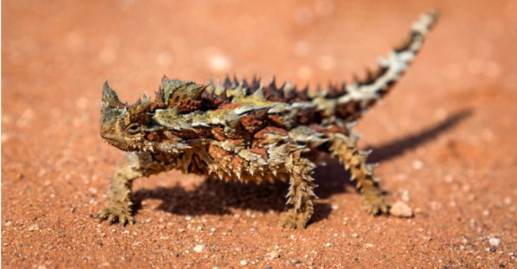 「沙漠蜥蜴」天生長得像是傳說生物　還擁有「變色超能力」躲敵人