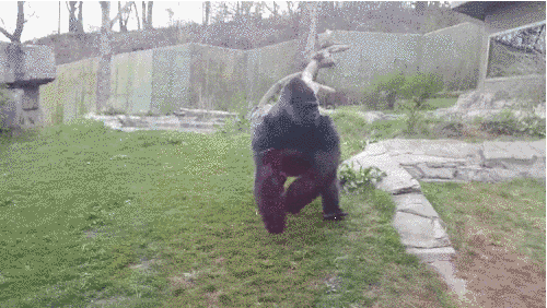 小女孩在動物園做出無知的動作　黑猩猩暴走：敢再惹我試試看