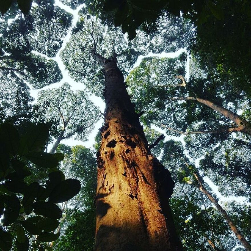 27張「會禮讓的大樹」神奇大自然照片，看起來像是PS過的照片其實都是真實的現象！