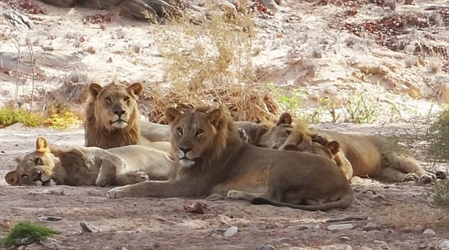 國家地理頻道曾經拍過的「五劍客」沙漠獅子死剩一隻，牠最近傳出的消息讓大家都怒炸！