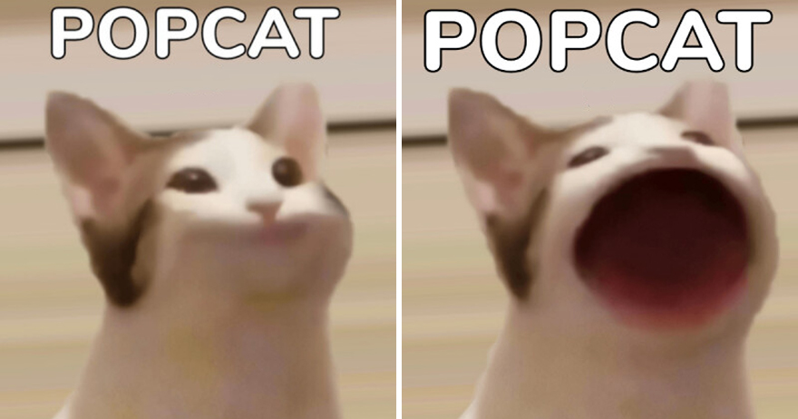 快來拿金牌！「PopCat」迷因貓點擊大賽開跑　台灣搶下第1