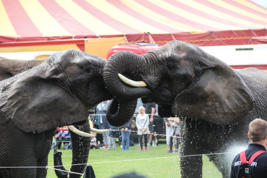 丹麥買下國內「最後4隻馬戲團大象」助退休　部長還說：未來不准讓野生動物表演