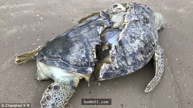 他在沙灘發現珍稀的綠蠵龜時超開心，但靠近一看到牠的背部…整顆心都被撕裂了！