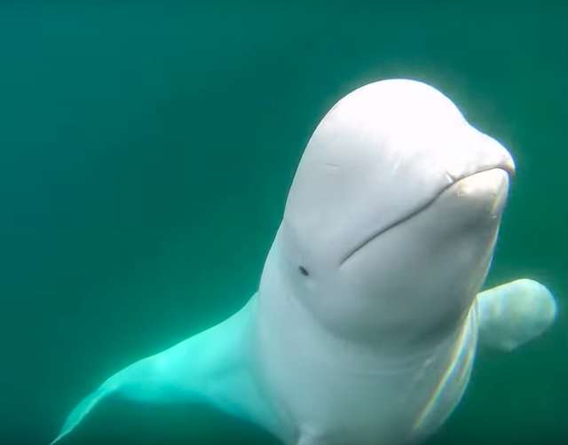 不小心讓GoPro落到水底　「超懂事小白鯨」還乖乖撿回來：對不起餒～