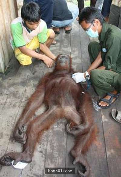 這隻紅毛猩猩被全身剃毛還「淪為全村莊男人的性奴」，動保團體最後手持AK-47衝鋒槍才能把牠救出！