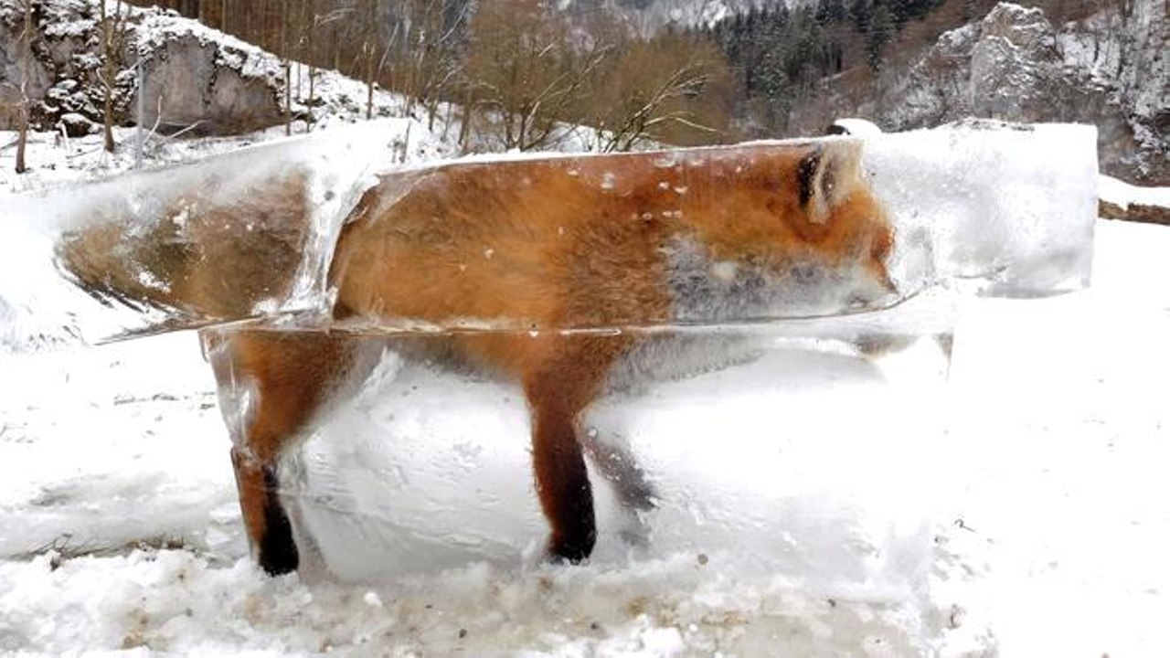 見證大自然威力…「冰塊狐狸」被完整封存　獵人一切開就驚呼「像活的」